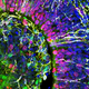 Cross-section of a brain organoid.